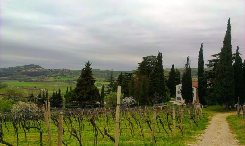 Vineyard Verona
