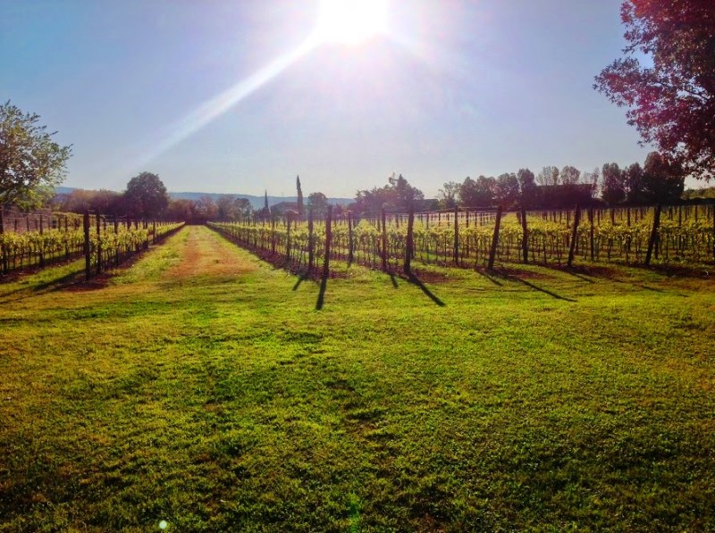 vineyard-Valpolicella