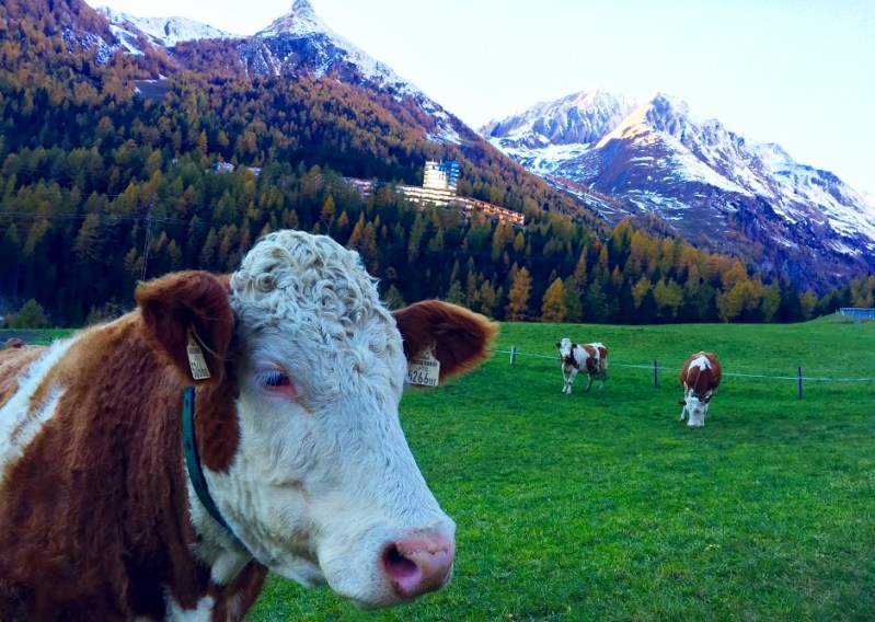 Gradonna Mountain Resort shining up behind