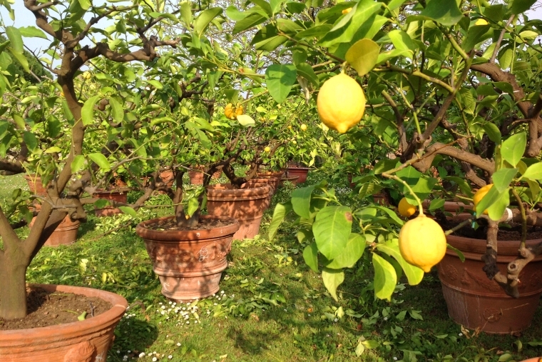 Sagramoso Sacchetti Verona