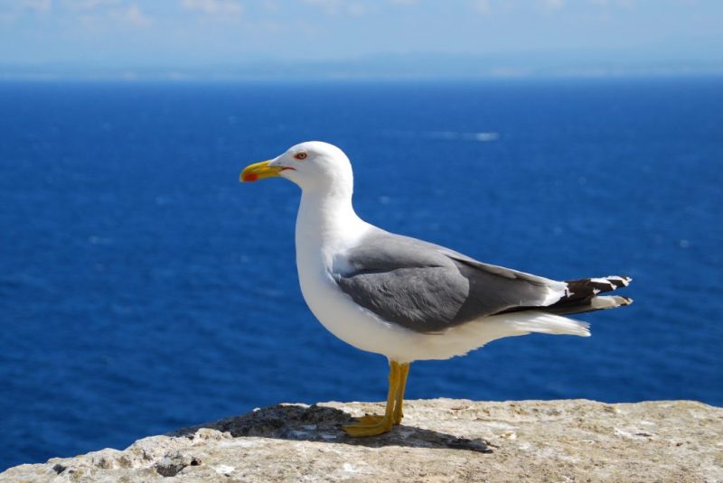 seagull