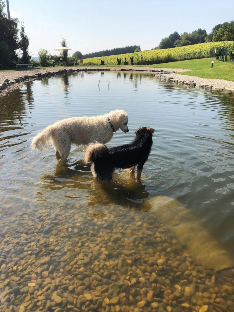 Dog Spa Austria