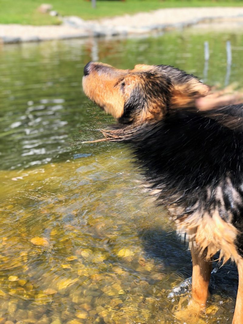 Dog Swimming Stegersbach