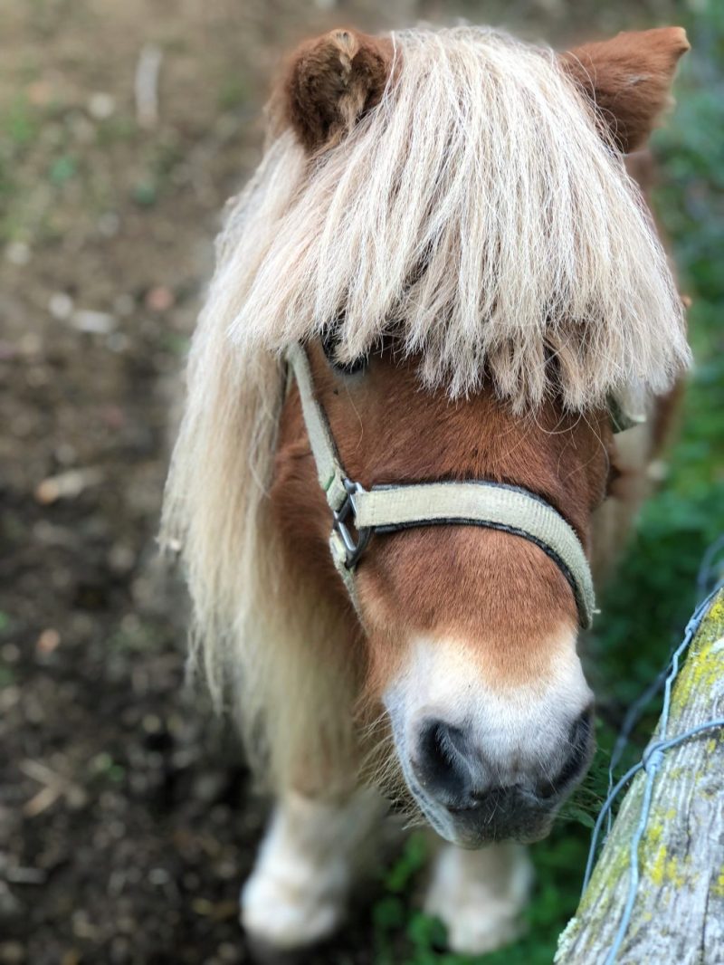 Ebner's Waldhof Kids Club